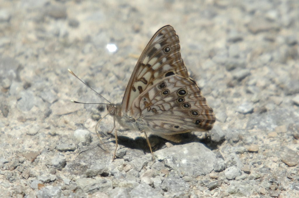 082 Hackberry, 2007-06080652c Macbride Field Campus, IA.JPG - Hackberry Emperor Butterfly (Asterocampa celtis). Macbride Field Campus, IA, 6-8-2007